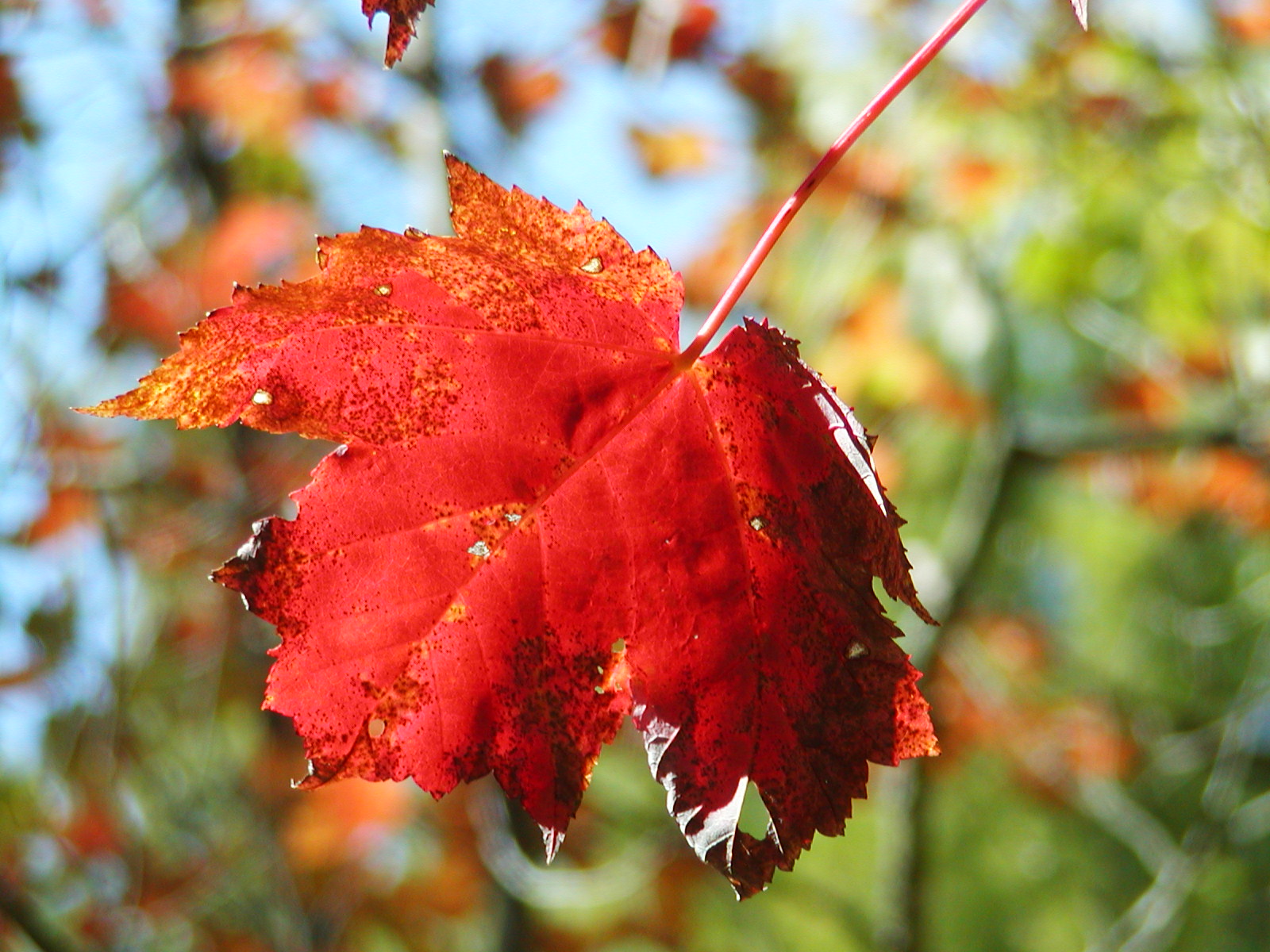 redleaf