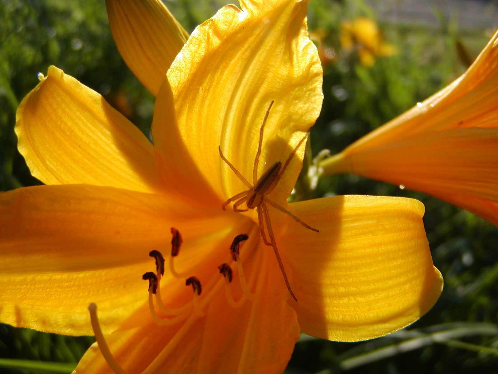spideronflower